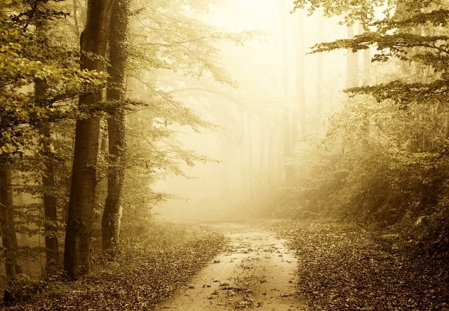 deep-forest
